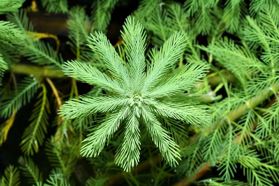 Aquaticum Debrecen