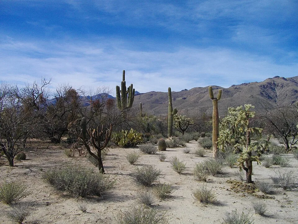 Agua Caliente Park Tucson