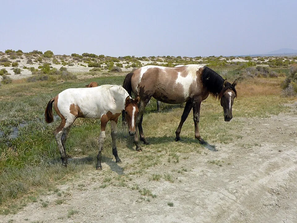Wild Horse Hot Springs