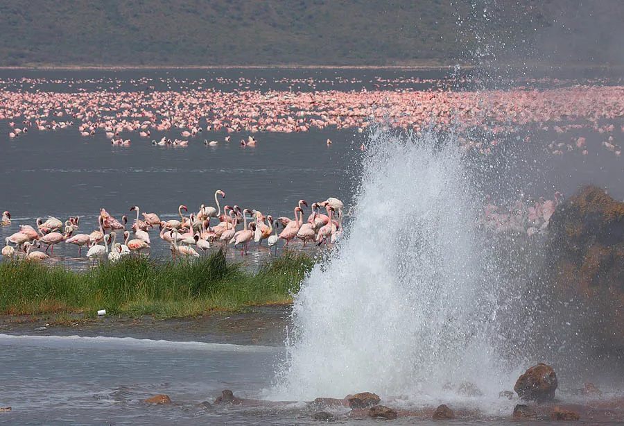 Bogoria Hot Springs