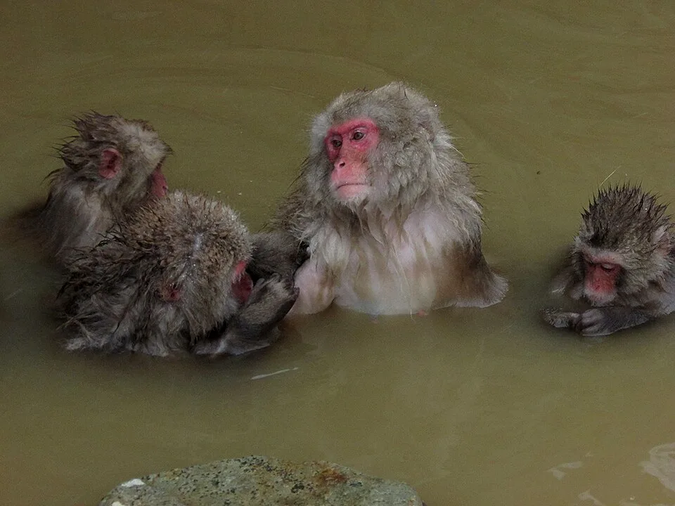 Jigokudani Monkey Park Onsen