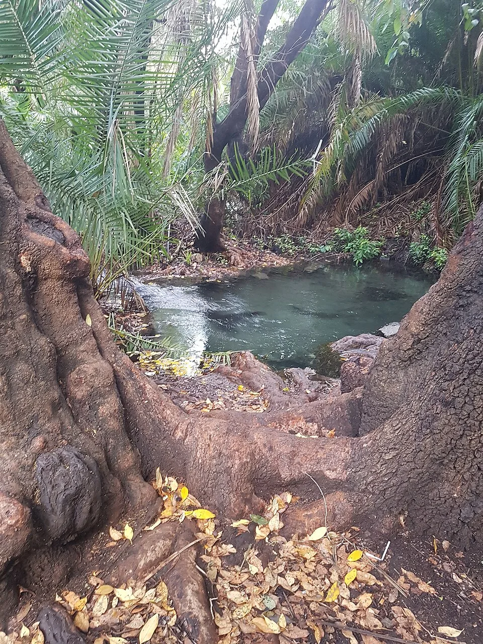 Kikuletwa Hot Springs