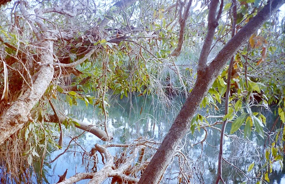 Mataranka Thermal Pool