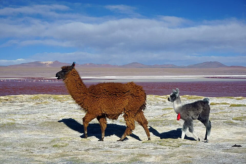 Termas de Laguna Colorada