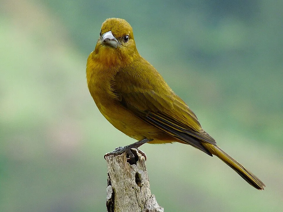 Termales San Vicente Manizales